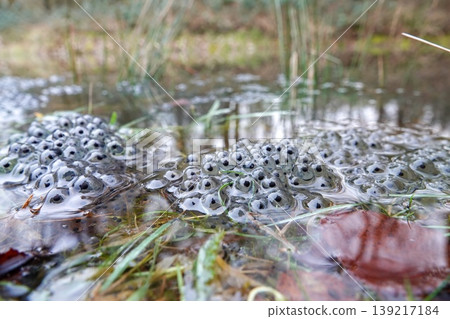 Fresh Common European brown frog spawn emerge in natural pond water in a woodland setting, early spring wildlife reproduction Fresh Common European brown frog spawn emerge in natural pond water in a woodland setting, early spring wildlife reproduction 139217184