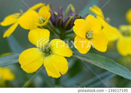 Closeup on a yellow flowering Wallflower, Erysimum cheiri in the garden Closeup on a yellow flowering Wallflower, Erysimum cheiri in the garden 139217195