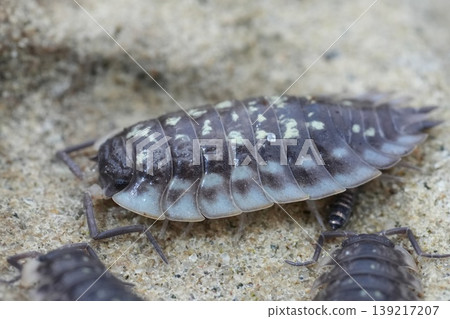 Close-up of a segmented shiny woodlouse Oniscus asellus with unique markings on a sandy surface, detailed macro view Close-up of a segmented shiny woodlouse Oniscus asellus with unique markings on a sandy surface, detailed macro view 139217207