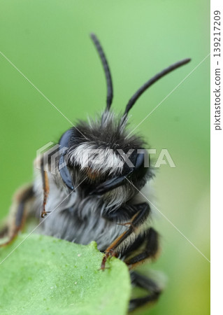 Extreme natural closeup on a male grey-backed mining bee, Andrena vaga 139217209