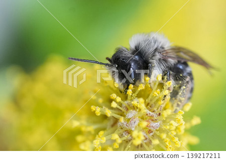 Tiny fuzzy male grey-backed mining bee, Andrena vaga, gathers pollen on bright yellow flower close up, vibrant green and yellow background Tiny fuzzy male grey-backed mining bee, Andrena vaga, gathers pollen on bright yellow flower close up, vibrant green and yellow background 139217211