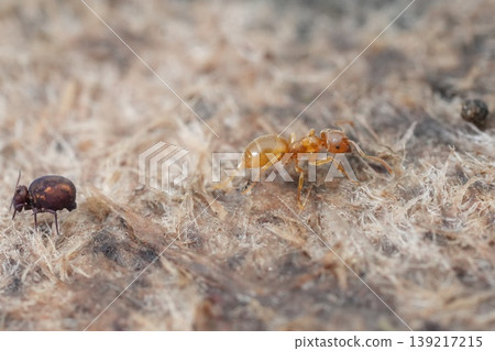 Macro View of Small Insects: an orange yellow meadow ant Lasius flavus and dark springtail on a Rough Textured Surface 139217215