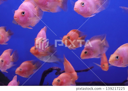 Vibrant Aquarium Scene: Group of Colorful Freshwater Midas chiclid, Amphilophus citrinellus Swim in Clear Blue Water, Close View of Marine Life Vibrant Aquarium Scene: Group of Colorful Freshwater Midas chiclid, Amphilophus citrinellus Swim in Clear Blue Water, Close View of Marine Life 139217225