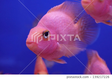 Close-up of a vibrant pink Freshwater Midas chiclid, Amphilophus citrinellus with a beautiful texture against a deep blue background Close-up of a vibrant pink Freshwater Midas chiclid, Amphilophus citrinellus with a beautiful texture against a deep blue background 139217226