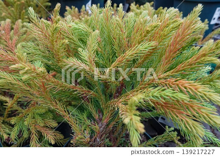 Vibrant Evergreen Branches with Golden-Green and Russet Tones, Nature's Beauty Up Close in Detail Vibrant Evergreen Branches with Golden-Green and Russet Tones, Nature's Beauty Up Close in Detail 139217227