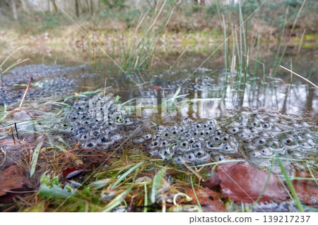 Rana temporaria Frogspawn eggs in shallow woodland pond in spring Rana temporaria Frogspawn eggs in shallow woodland pond in spring 139217237