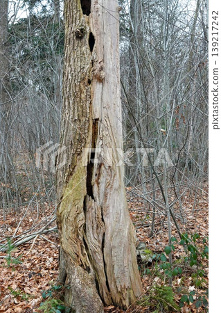 Weathered Tree Trunk in Forest: Nature's Decay, Detailed Bark Texture, Woodland Environment 139217242