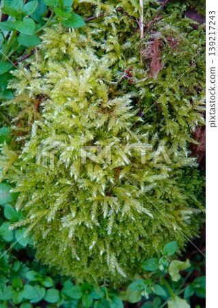 Vibrant emerald green moss thrives in natural woodland habitat, showcasing intricate texture and organic growth close up 139217243