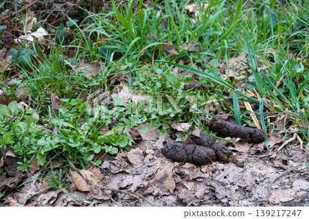 Fresh domestic Dog Droppings on Forest Floor Among Green Grass and Dry Leaves in Nature Environment Fresh domestic Dog Droppings on Forest Floor Among Green Grass and Dry Leaves in Nature Environment 139217247