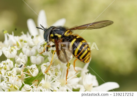 Closeup on he Northern spearhorn hoverfly, Chrysotoxum arcuatum sitting on a white Heracleum flower Closeup on he Northern spearhorn hoverfly, Chrysotoxum arcuatum sitting on a white Heracleum flower 139217252