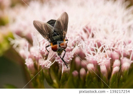 Closeup on a dark winged Phasia hemiptera on an pink hemp-agrimony, Eupatorium cannabinum flower Closeup on a dark winged Phasia hemiptera on an pink hemp-agrimony, Eupatorium cannabinum flower 139217254