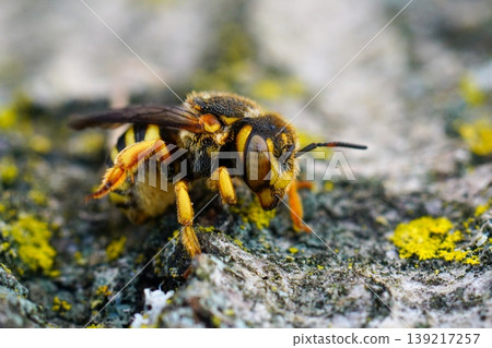 Closeup on a vibrant colored female Grohmann's, Yellow-Resin Bee , Icteranthidium grohmanni sitting weathered wood 139217257