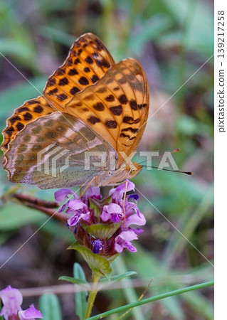 Closeup on a vibrant colored silver-washed fritillary butterfly, Argynnis paphia Closeup on a vibrant colored silver-washed fritillary butterfly, Argynnis paphia 139217258