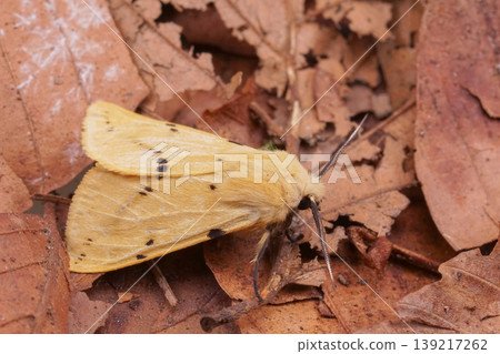 Closeup on the yellow European buff ermine owlet moth, Spilosoma lutea on forest floor Closeup on the yellow European buff ermine owlet moth, Spilosoma lutea on forest floor 139217262