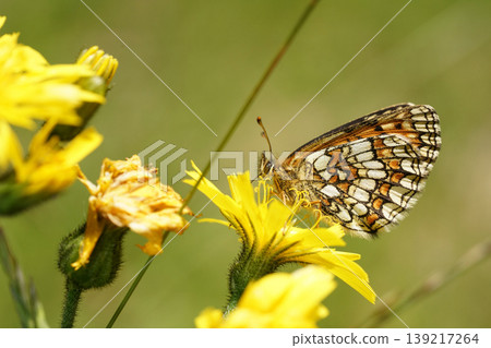 Wonderful butterfly enjoy nectar from yellow flower, summer in natural environment Wonderful butterfly enjoy nectar from yellow flower, summer in natural environment 139217264