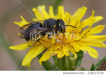 Closeup of a female European Wool carder bee Anthidium manicatum on a yellow flower in the Gard, France 139217278