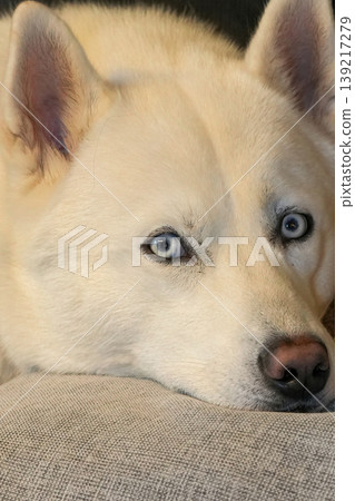 Close-Up of a White Domestic Siberian Husky Dog with Striking Blue Eyes Rest on a Textured Surface, Expressing Calm 139217279