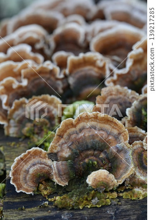 Turkey tail bracket fungi on rotting wood Turkey tail bracket fungi on rotting wood 139217285