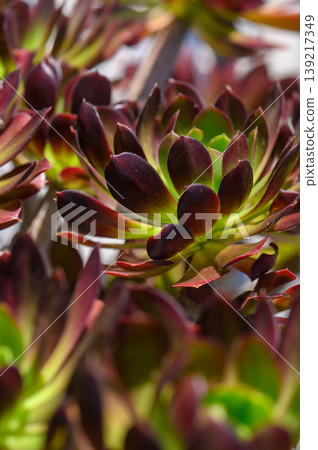 Colorful succulent plants thrive under bright sunlight in a vibrant garden setting during a warm afternoon 139217349