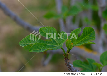 Green fig leaves unfurling under the warm sun in a tranquil garden during early spring Green fig leaves unfurling under the warm sun in a tranquil garden during early spring 139217358