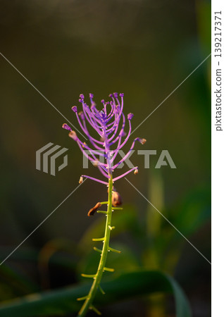 Unique purple flower blooming in a serene garden at golden hour showcasing delicate beauty vibrant Unique purple flower blooming in a serene garden at golden hour showcasing delicate beauty vibrant 139217371