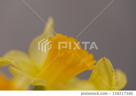 Yellow Daffodil Close Up Isolated Yellow Daffodil Close Up Isolated 139217380