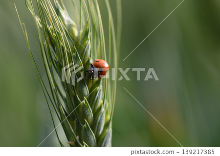 Tiny ladybug perched gracefully on green wheat stalk during a sunny afternoon in a peaceful meadow Tiny ladybug perched gracefully on green wheat stalk during a sunny afternoon in a peaceful meadow 139217385