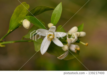 Delicate white citrus blossoms bloom under soft sunlight in a serene garden during springtime 139217400