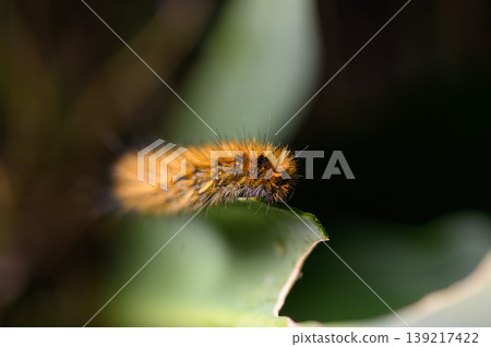 Vibrant woolly caterpillar exploring a lush green leaf in a tropical habitat during daylight hours 139217422