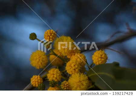 Bright yellow blossoms glimmer softly beneath the twilight sky in a serene natural setting at dusk Bright yellow blossoms glimmer softly beneath the twilight sky in a serene natural setting at dusk 139217429