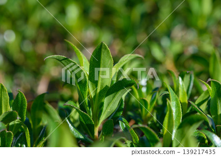 Lush green tea leaves thriving under the warm sun in a tranquil plantation Lush green tea leaves thriving under the warm sun in a tranquil plantation 139217435