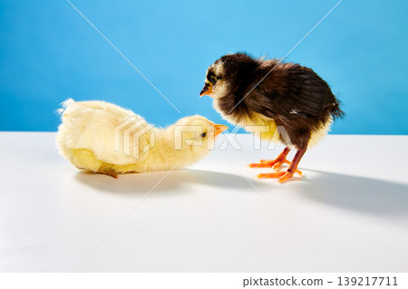 chicks couple yellow and black on table with blue chicks couple yellow and black on table with blue 139217711