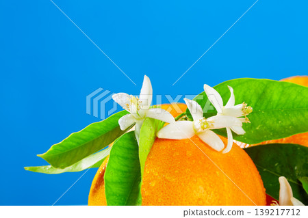 Oranges with orange blossom flowers on blue Oranges with orange blossom flowers on blue 139217712
