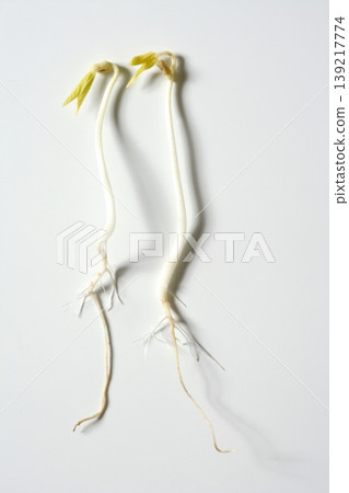 Soy bean outbreak. Life growing from seed Soy bean outbreak. Life growing from seed 139217774