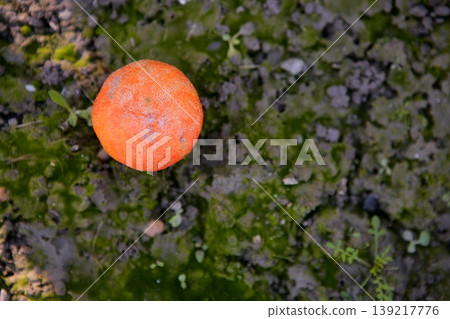 Rotten orange citrus on the floor Rotten orange citrus on the floor 139217776