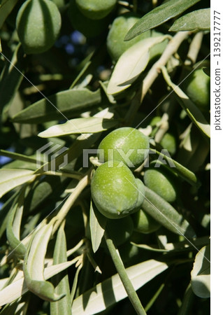 Green olive tree with macro closeup fruits Green olive tree with macro closeup fruits 139217777