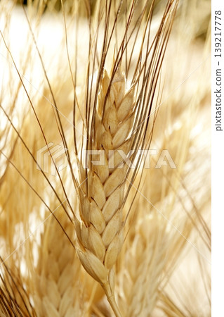 golden wheat cereal, still life golden wheat cereal, still life 139217778