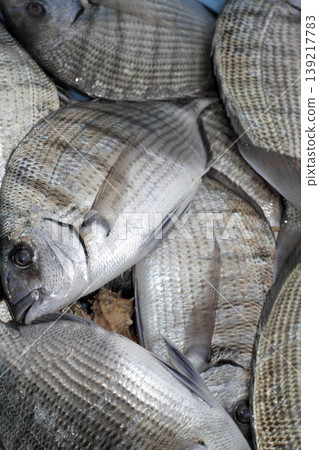 Diplodus Sargus white seabream fish 139217783