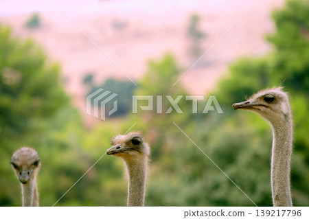 african three ostrich portrait, funny family african three ostrich portrait, funny family 139217796