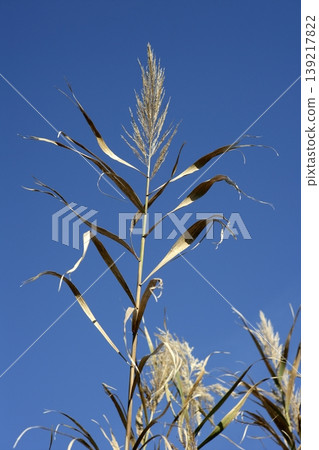 cane flowers on the river, blue sky cane flowers on the river, blue sky 139217822