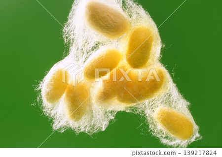 yellow silkworm cocoon over green 139217824