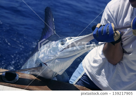 Billfish white Marlin catch and release on boat Billfish white Marlin catch and release on boat 139217905