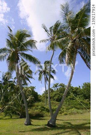 Florida Keys tropical palm trees on blue sky Florida Keys tropical palm trees on blue sky 139217914
