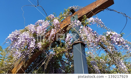 Wisteria genus of flowering plants in legume family, Fabaceae Leguminosae. Woody twining vines species are popular ornamental plants. Wistarias climb by twining stems. Lilac, purple and pink flowers Wisteria genus of flowering plants in legume family, Fabaceae Leguminosae. Woody twining vines species are popular ornamental plants. Wistarias climb by twining stems. Lilac, purple and pink flowers 139217929