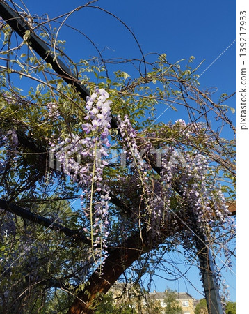 Wisteria genus of flowering plants in legume family, Fabaceae Leguminosae. Woody twining vines species are popular ornamental plants. Wistarias climb by twining stems. Lilac, purple and pink flowers Wisteria genus of flowering plants in legume family, Fabaceae Leguminosae. Woody twining vines species are popular ornamental plants. Wistarias climb by twining stems. Lilac, purple and pink flowers 139217933