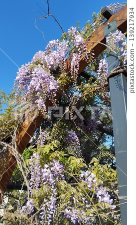 Wisteria genus of flowering plants in legume family, Fabaceae Leguminosae. Woody twining vines species are popular ornamental plants. Wistarias climb by twining stems. Lilac, purple and pink flowers Wisteria genus of flowering plants in legume family, Fabaceae Leguminosae. Woody twining vines species are popular ornamental plants. Wistarias climb by twining stems. Lilac, purple and pink flowers 139217934