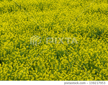 Golden yellow flowers blanket the field. Rapeseed terraces. Golden yellow flowers blanket the field. Rapeseed terraces. 139217953