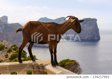 Majorca goat in Formentor Cape Lighthouse Majorca goat in Formentor Cape Lighthouse 139217963