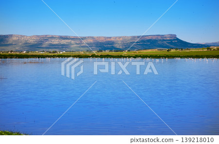 Almansa embalse reservoir pink flamingos Almansa embalse reservoir pink flamingos 139218010