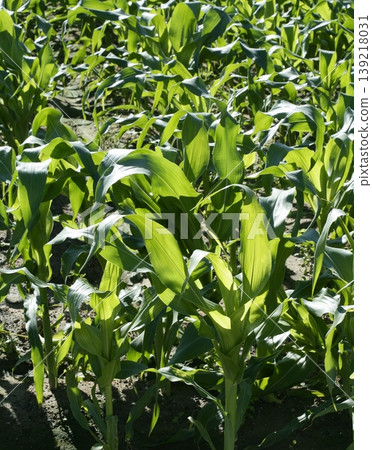 Corn fields growing up in mediterranean lands Corn fields growing up in mediterranean lands 139218031